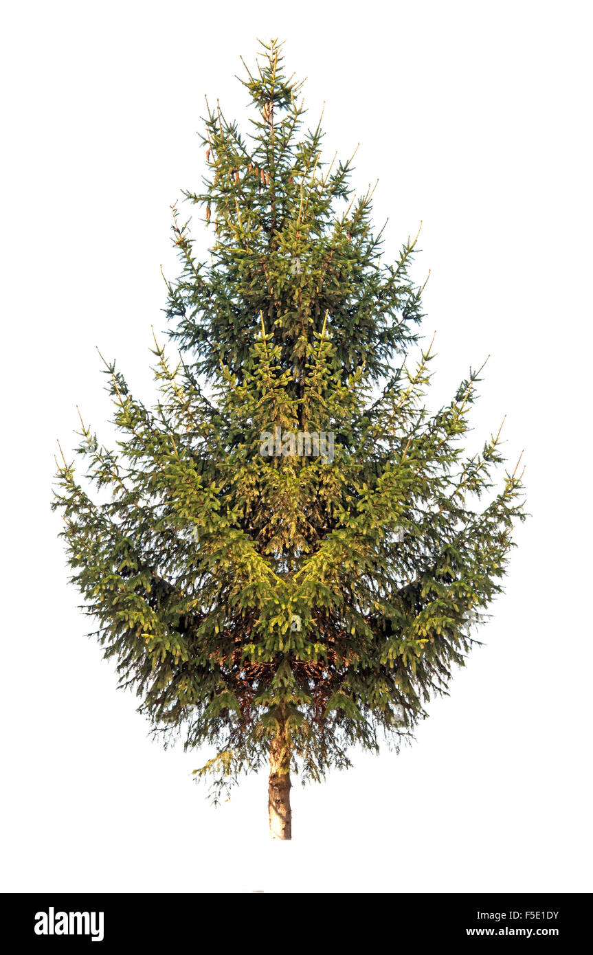 pine tree is isolated on a white background Stock Photo - Alamy