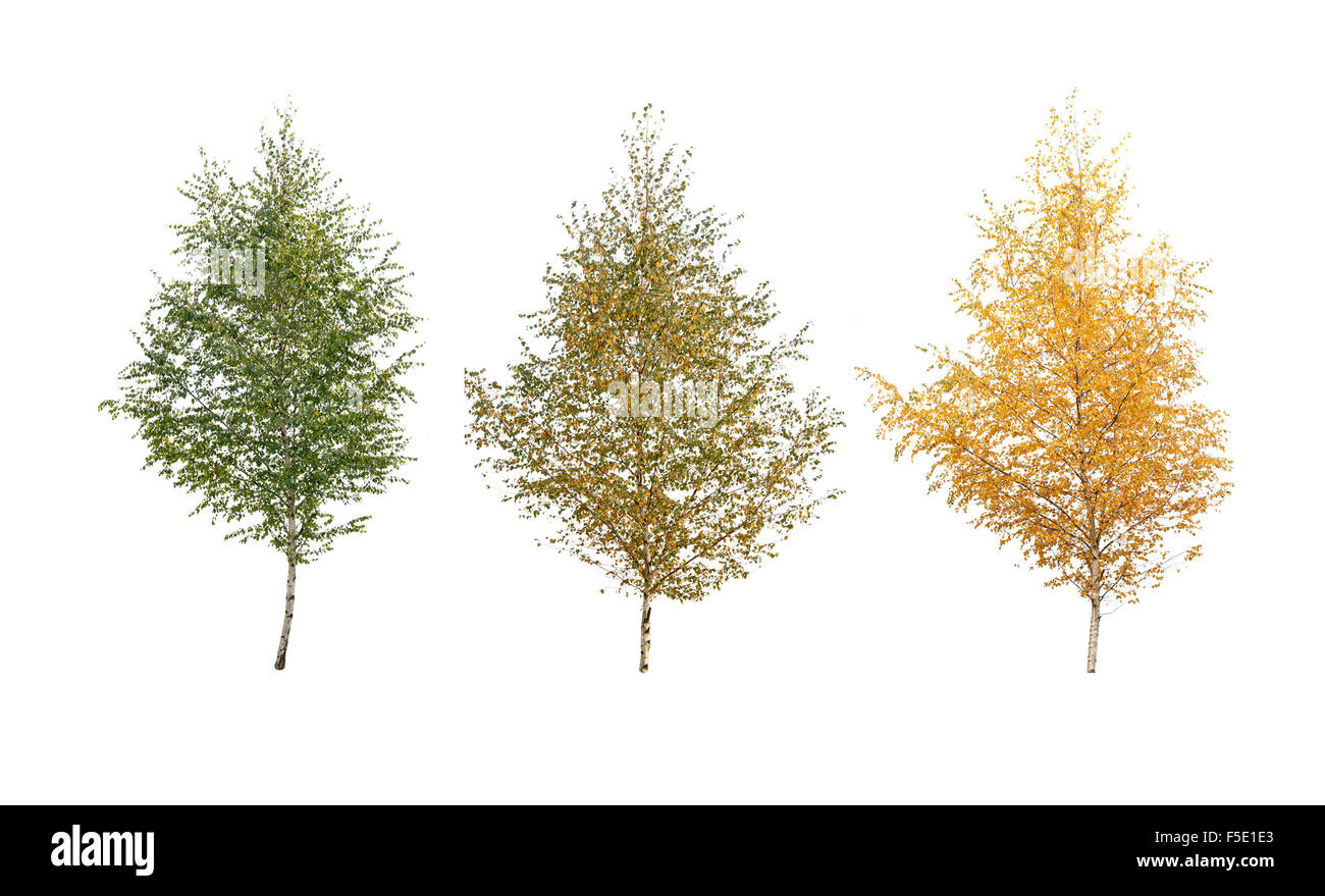 three birch tree isolated Stock Photo
