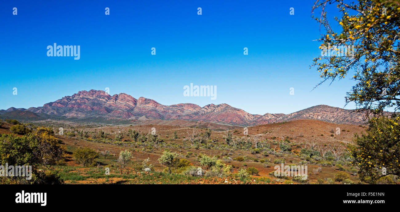 Spectacular panoramic landscape with red rocky peaks & valley under blue sky in Flinders Ranges National Park, outback South Australia Stock Photo