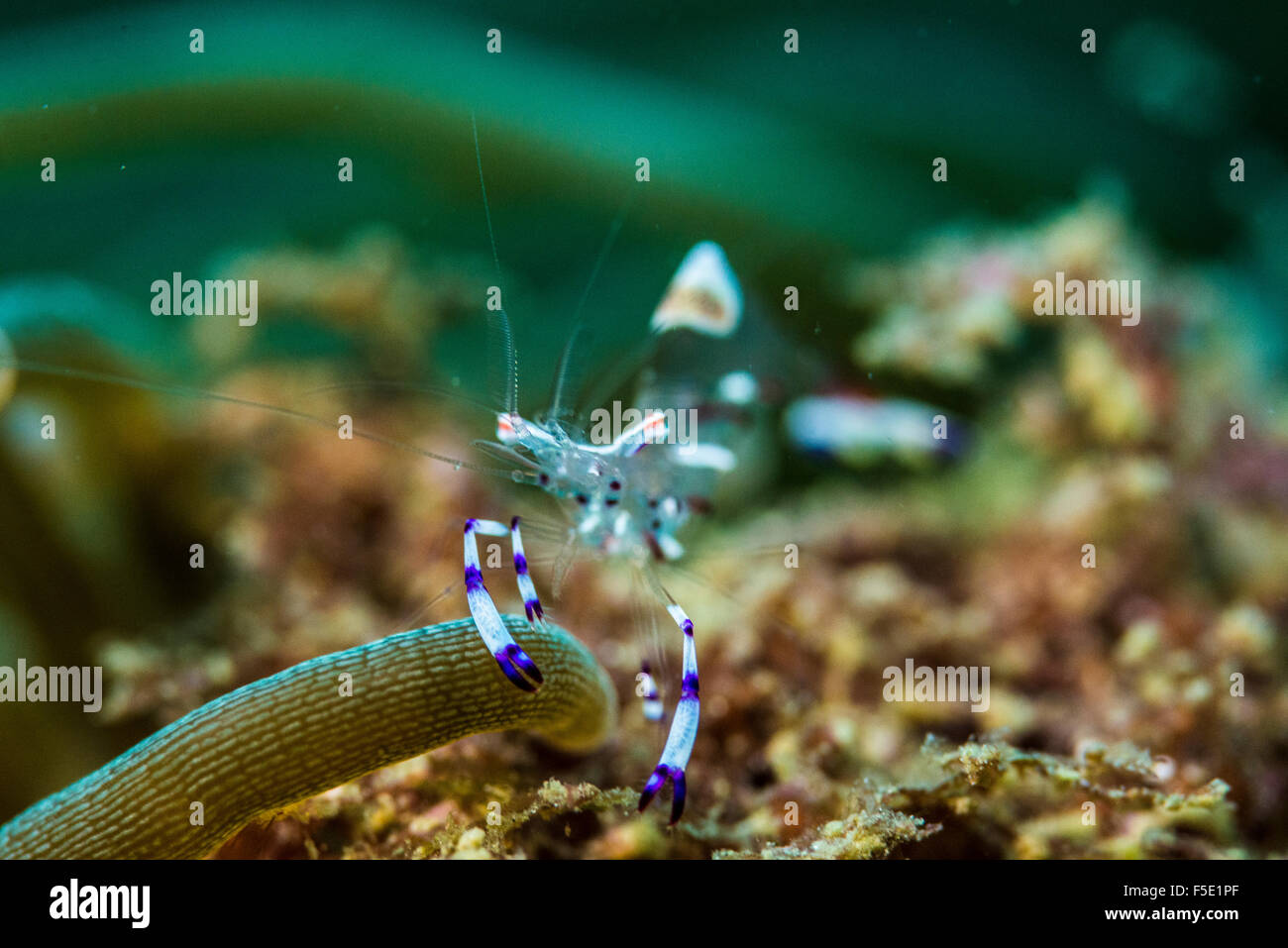 Anemone Cleaner Shrimp Periclimenes Sp At Kajika Owase Mie Japan Stock Photo Alamy Anemone Cleaner Shrimp Periclimenes Sp At Kajika Owase Mie Japan Stock Photo Alamy