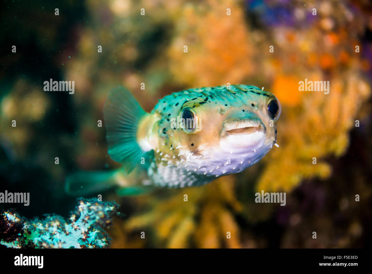 Freckled Porcupinefish. at Owase Mie Japan Stock Photo