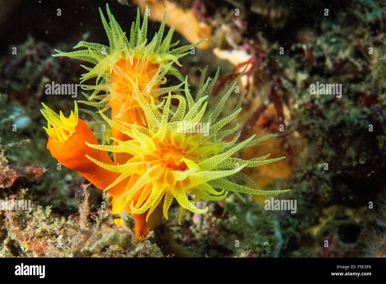 Orange corals. Opening their tentacles to catch food. at Kajika Owase Mie Japan. close up. Stock Photo
