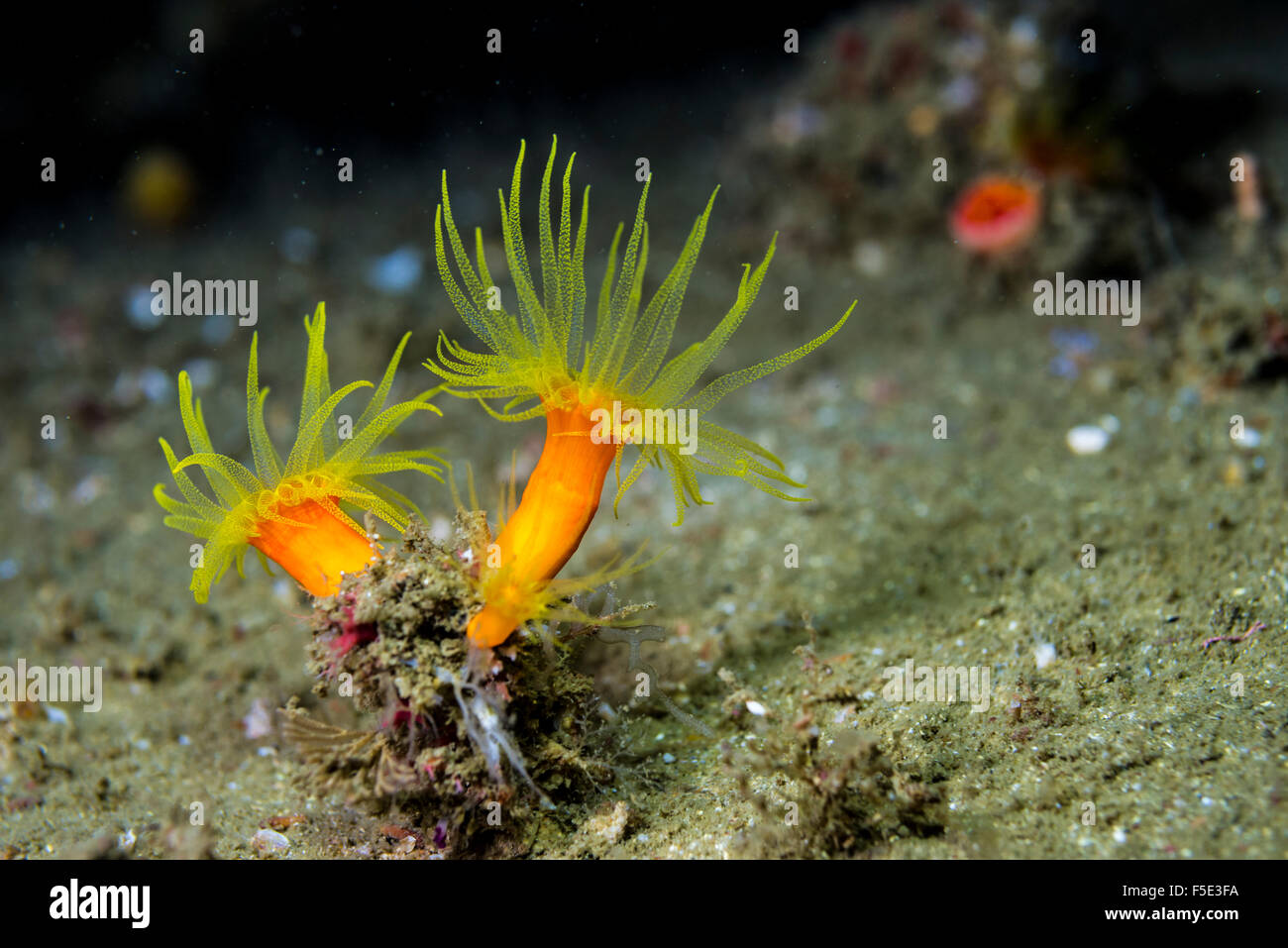 Orange coral. Opening their tentacles to catch food. Depth 20m. at Kajika Owase Mie Japan Stock Photo