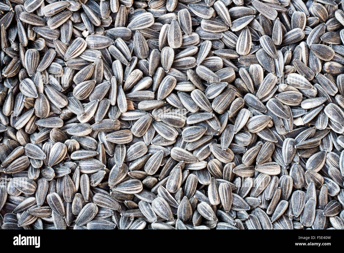 Купить Семена Подсолнуха В Ростове