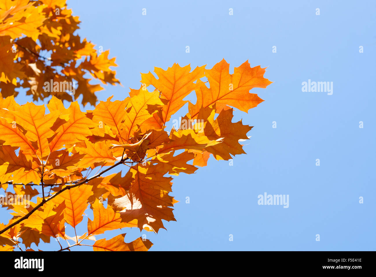 Yellow Autumn Leaves Against The Blue Sky Beautiful Nature Background Stock Photo Alamy