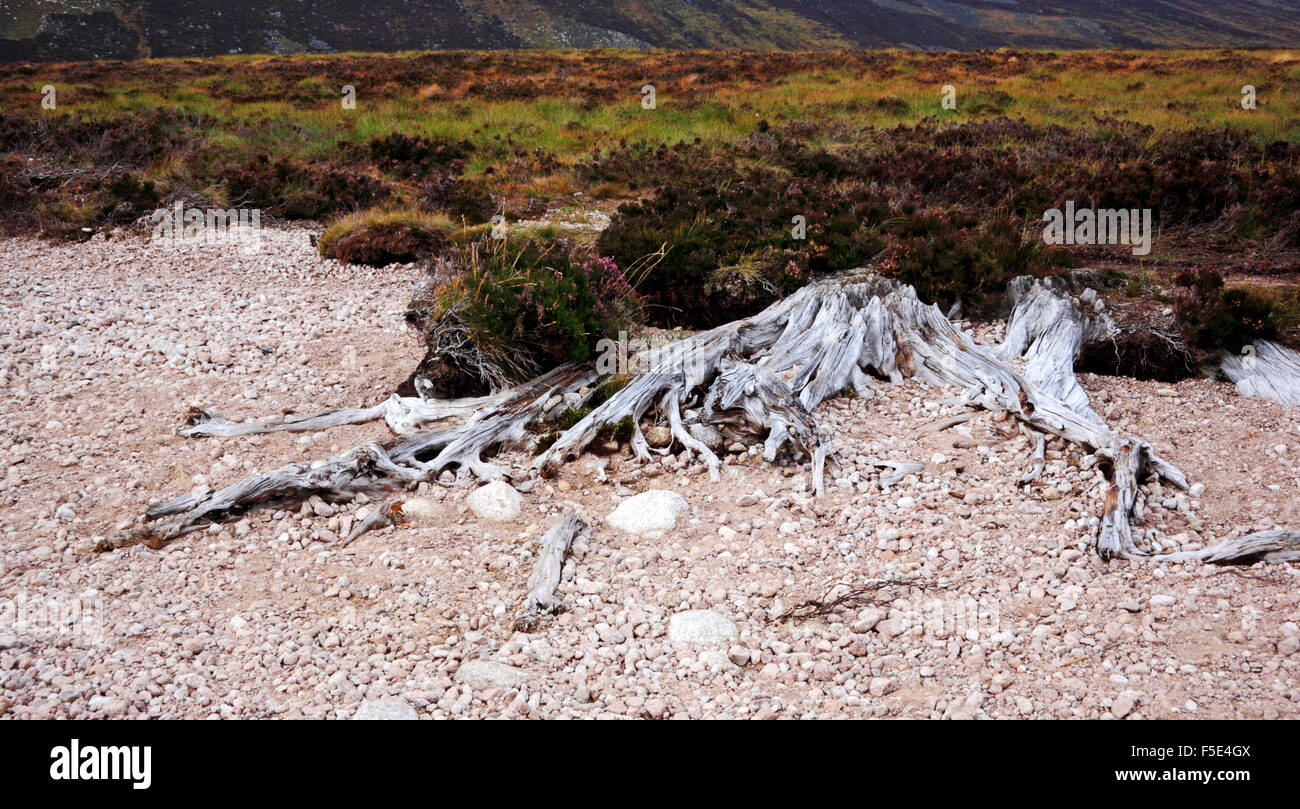 Old exposed tree roots on the shore of Loch Muick, near Ballater ...