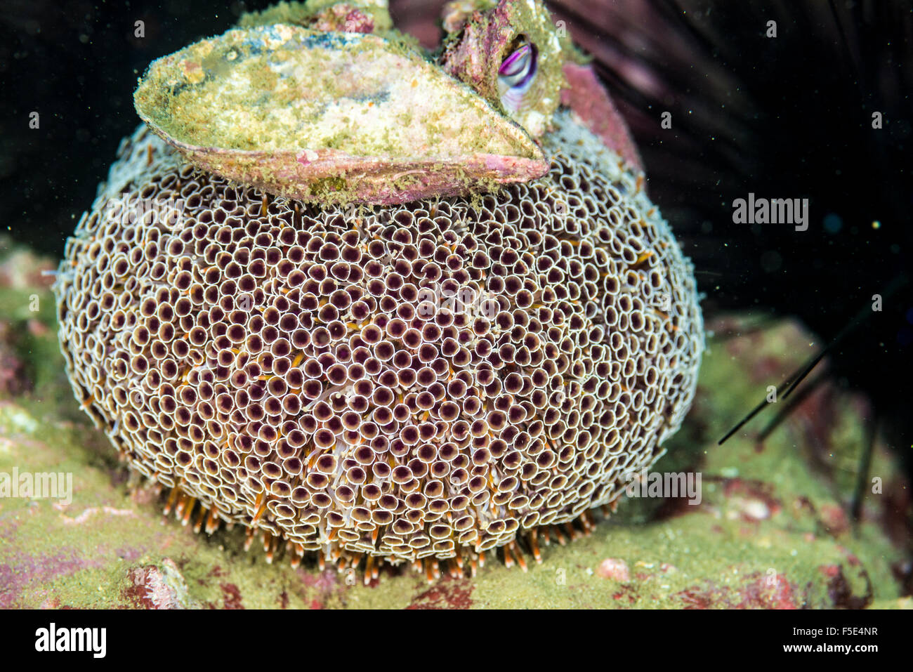 Flower urchin on a rock. It's a venomous sea urchin. at Kajiak Owase Mie Japan Stock Photo