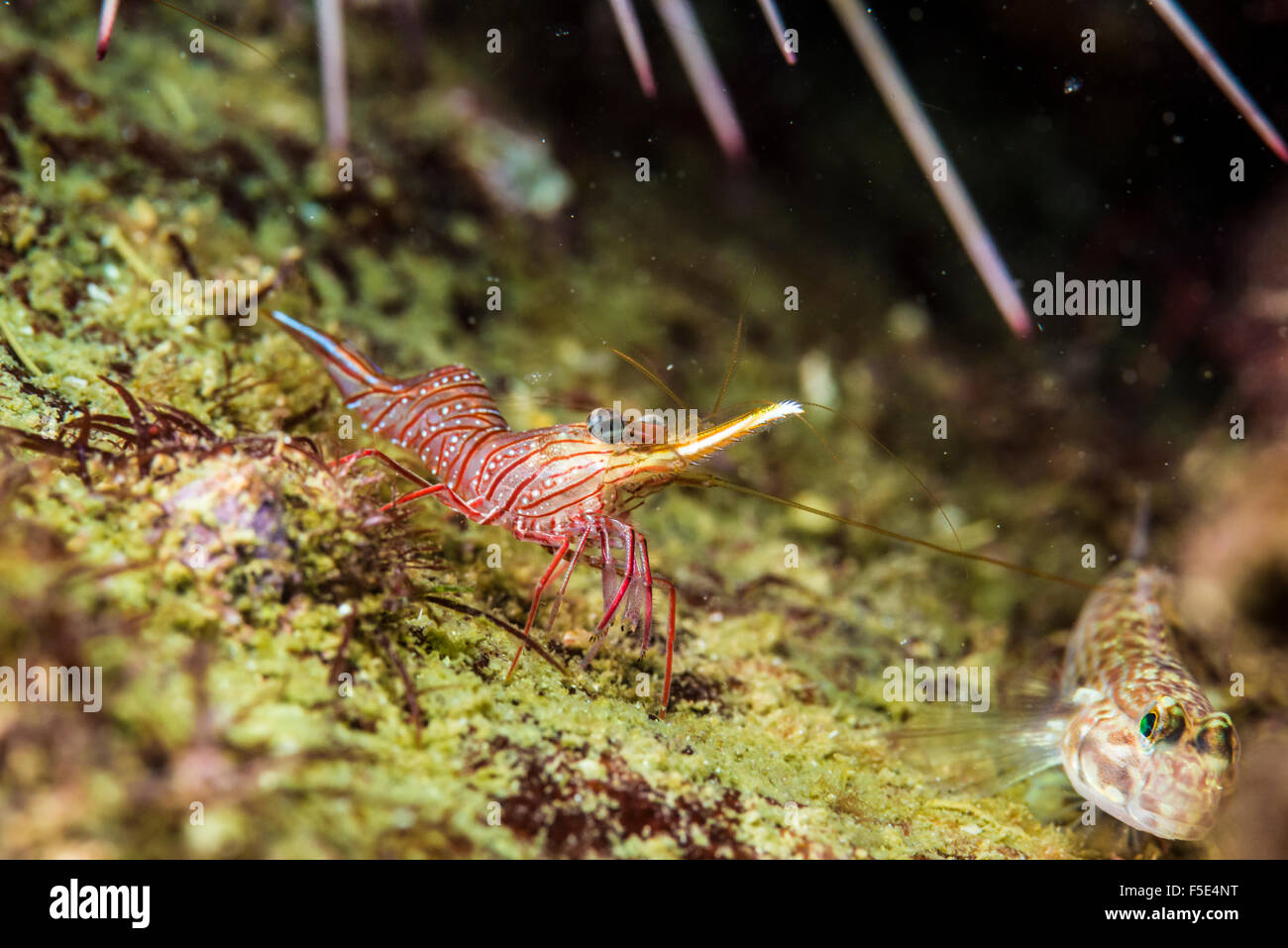 Cleaner shrimp and pygmy goby. Kajika Owase Mie Japan Stock Photo