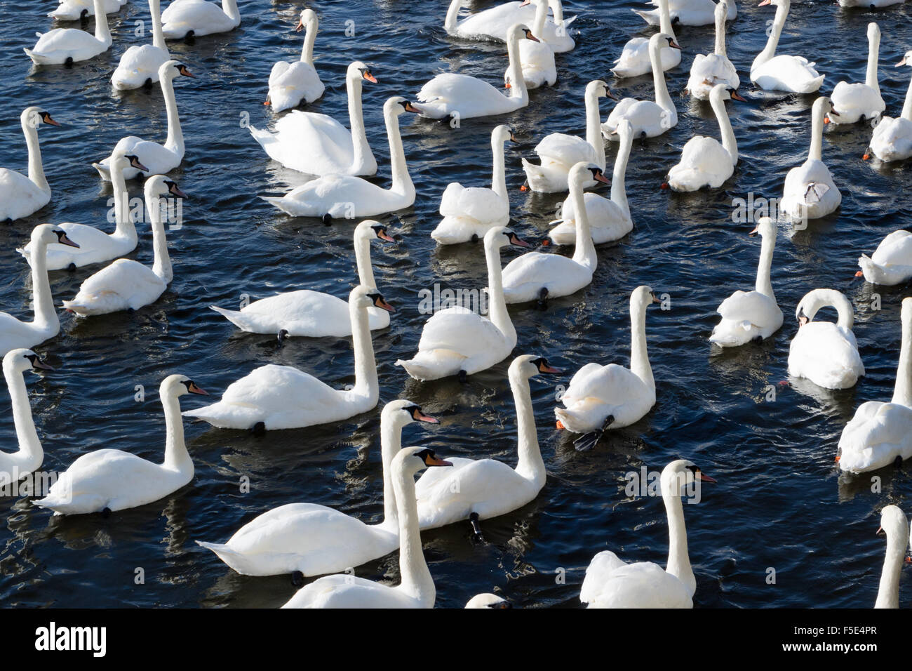 Gargle of swans hires stock photography and images Alamy