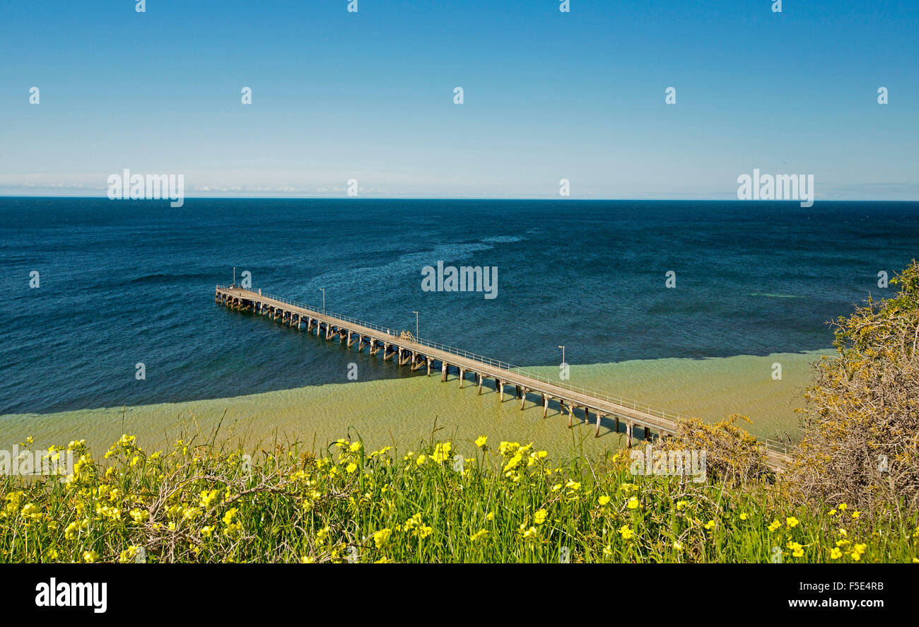 Coastal landscape with ocean & jetty at Wool Bay beyond mass of yellow wildflowers on clifftop under blue sky on Yorke Peninsula, South Australia Stock Photo