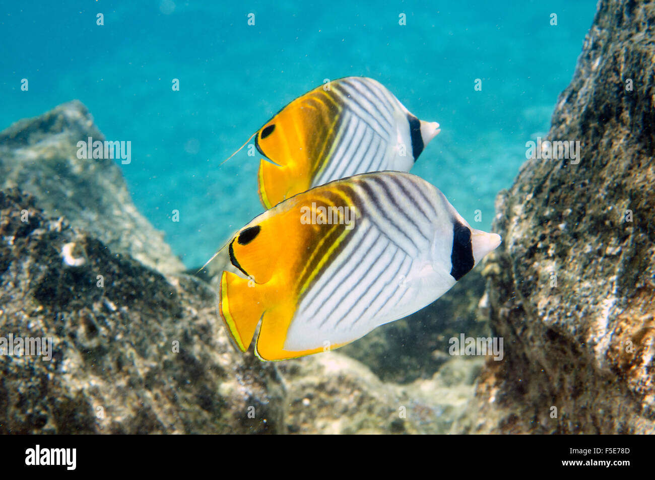 Pair of threadfin butterflyfish, Chaetodon auriga, Waiopae tide pools, Kapoho, Big Island, Hawaii, USA Stock Photo