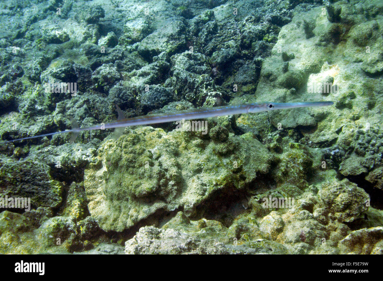 Fistularia commersonii, Waiopae tide pools, Kapoh, Big