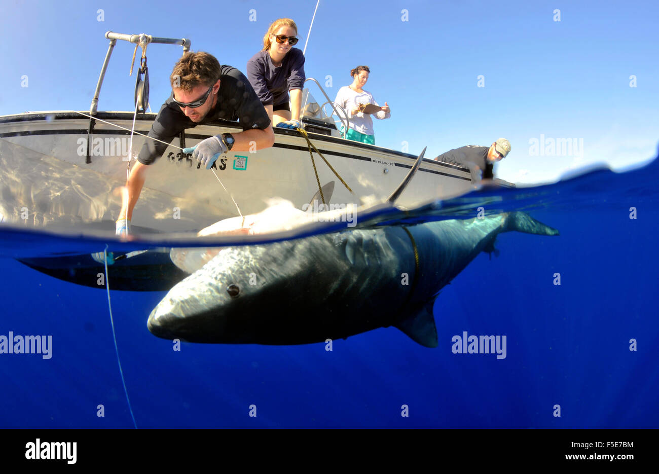 Tiger shark, Galeocerdo cuvier, being tagged by shark researchers, Kaneohe, Oahu, Hawaii, USA Stock Photo