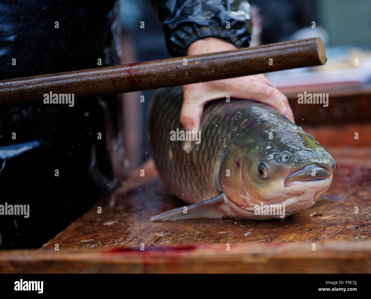 Fisherman prepares to kill grass carp (Ctenopharyngodon idella)  for a customer after fishing out Jevany pond near Prague, on Nov. 8th, 2014.  Czech fishermen haul ponds through September to November to harvest carps, traditional Christmas meal for Czechs Stock Photo