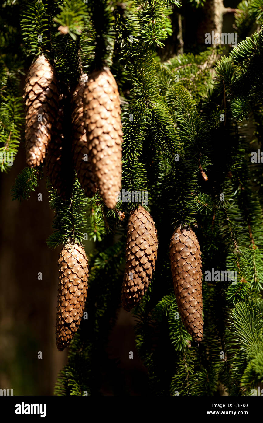group cone hang on branch spruce Stock Photo