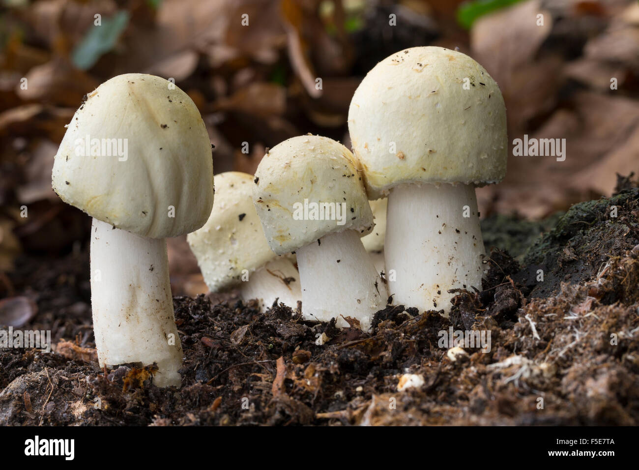 Horse mushroom, Schaf-Champignon, Schafchampignon, Anischampignon, Champignons, Agaricus arvensis, Psalliota arvensis Stock Photo
