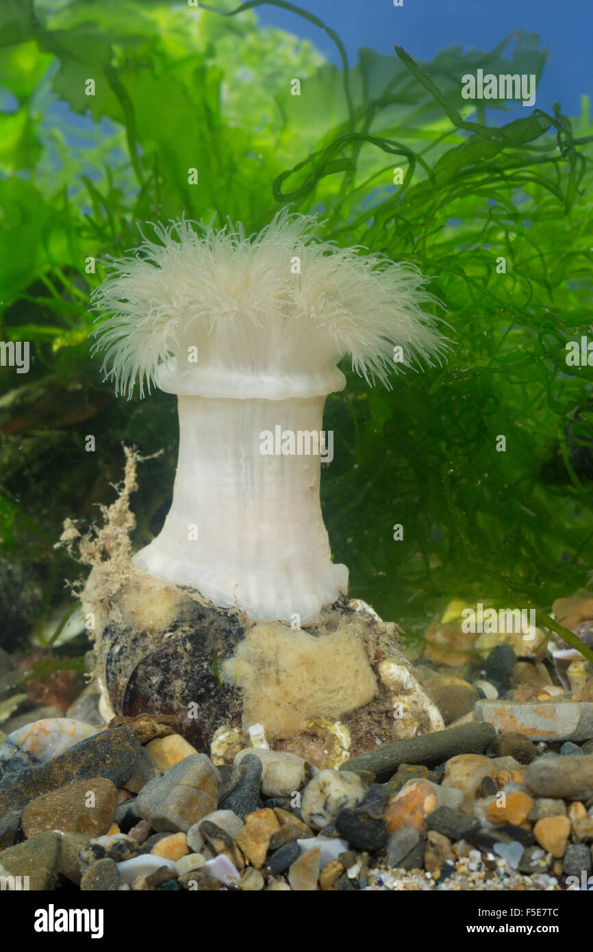 Frilled anemone, plumose sea anemone, clonal plumose anemone, Seenelke, See-Nelke, Metridium senile, Seeanemone Stock Photo