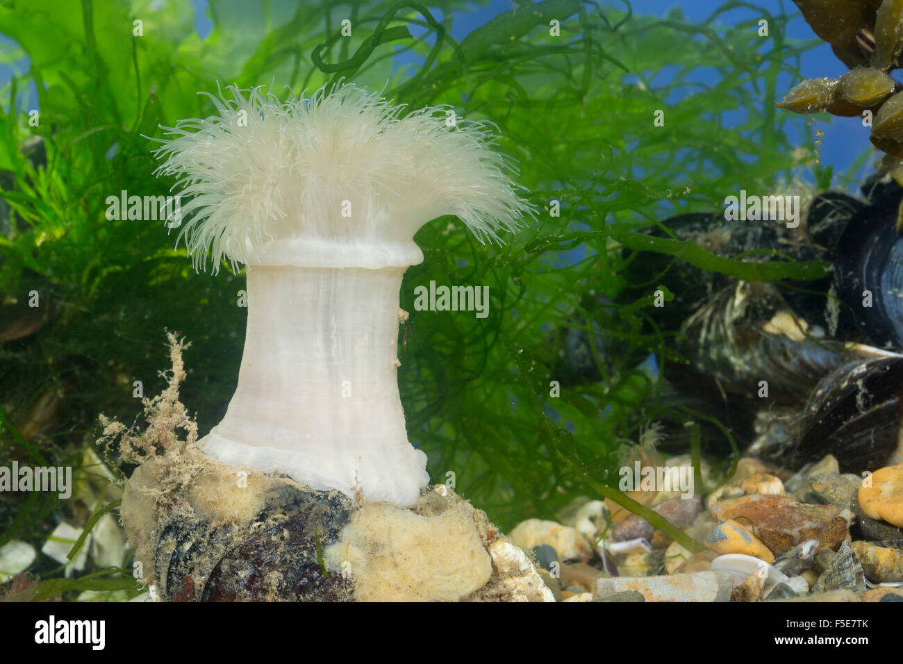 Frilled anemone, plumose sea anemone, clonal plumose anemone, Seenelke, See-Nelke, Metridium senile, Seeanemone Stock Photo