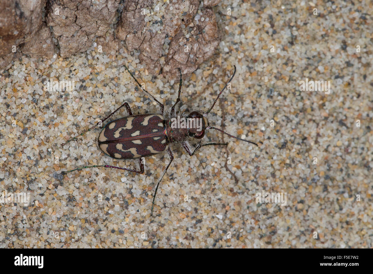 Tiger Beetle, Sandlaufkäfer, Sand-Laufkäfer, Lophyra flexuosa, Cicindela flexuosa, Cicindelidae, Tiger Beetles Stock Photo