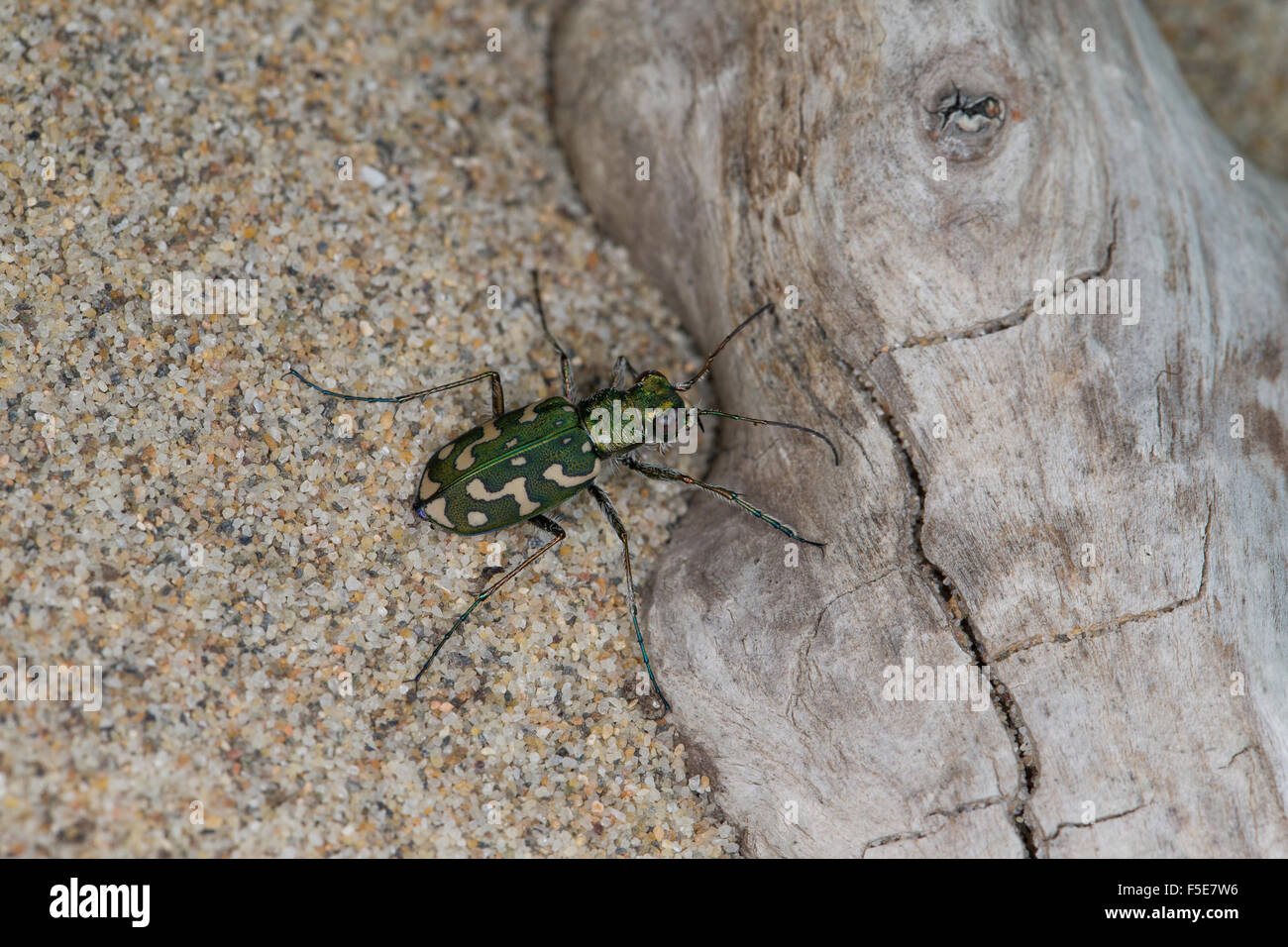 Tiger Beetle, Sandlaufkäfer, Sand-Laufkäfer, Lophyra flexuosa, Cicindela flexuosa, Cicindelidae, Tiger Beetles Stock Photo