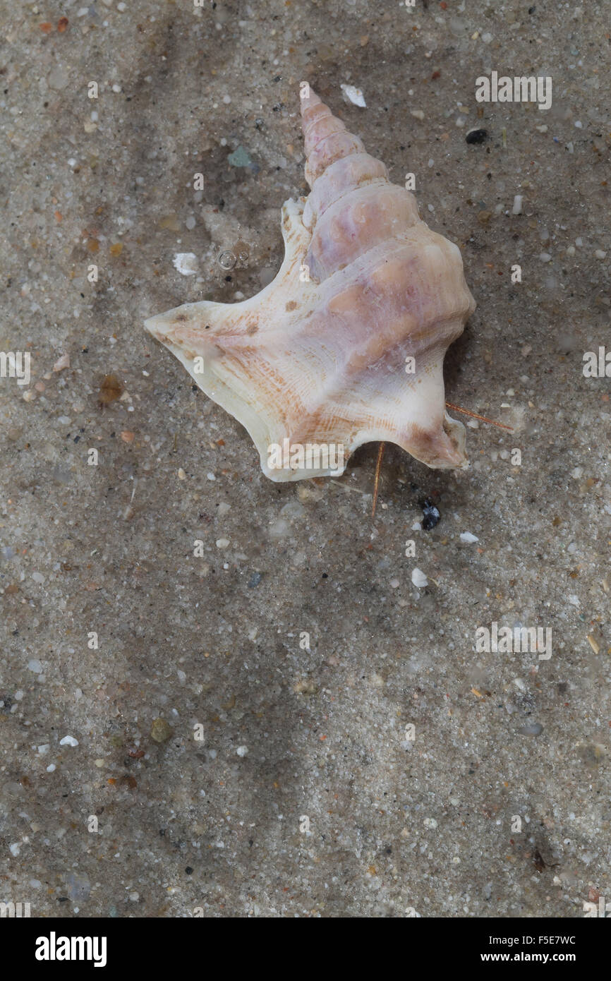Common pelican's foot, Pelikanfuß, Pelikanfuss, Aporrhais pespelecani ...