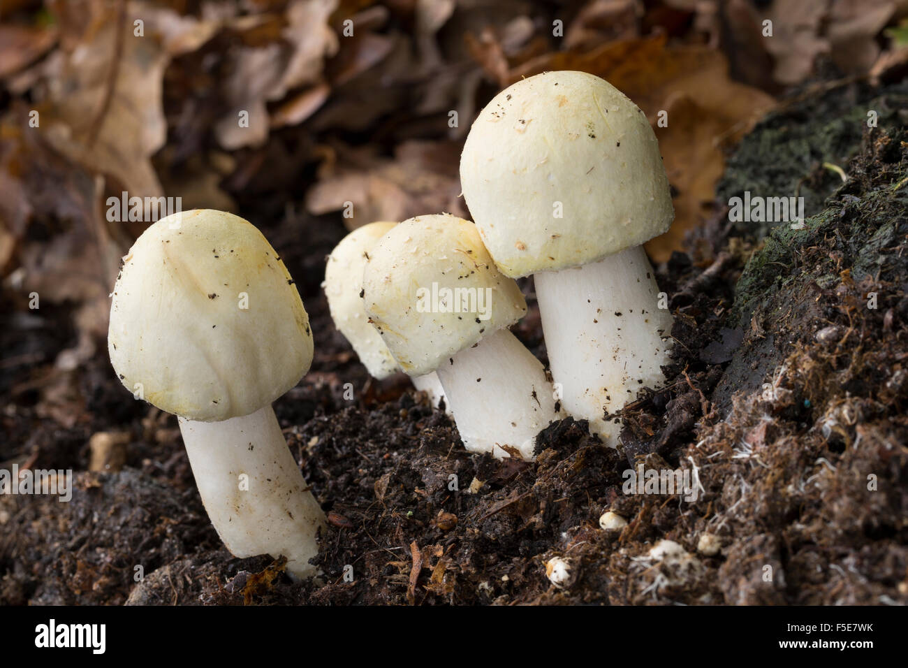 Horse mushroom, Schaf-Champignon, Schafchampignon, Anischampignon, Champignons, Agaricus arvensis, Psalliota arvensis Stock Photo