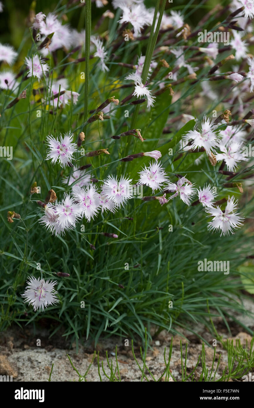 Sand Pink, Sand-Nelke, Sandnelke, Dianthus arenarius Stock Photo