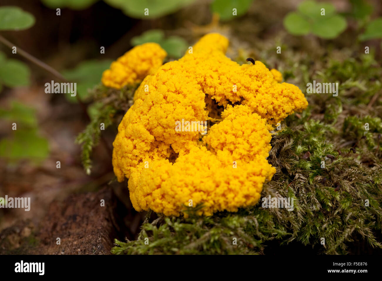 orange slime mould (Fuligo septica) on trunk Stock Photo