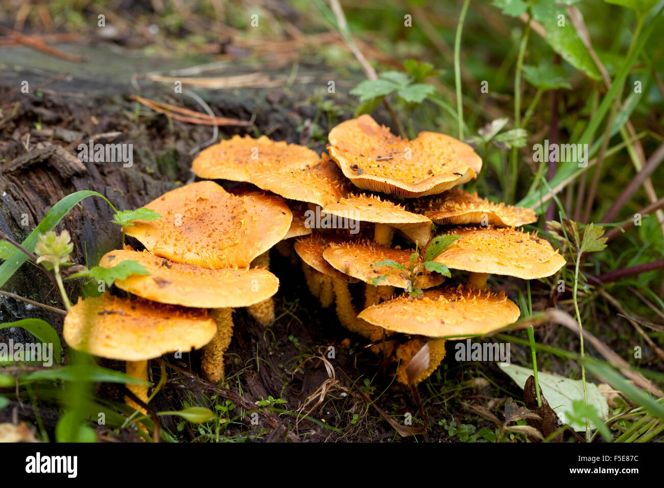 inedible fungus (Pholiota flammans) grow on trunk Stock Photo