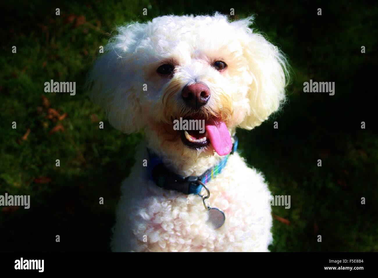 bichon frise, white dog, fluffy dog, happy dog, small dog Stock Photo
