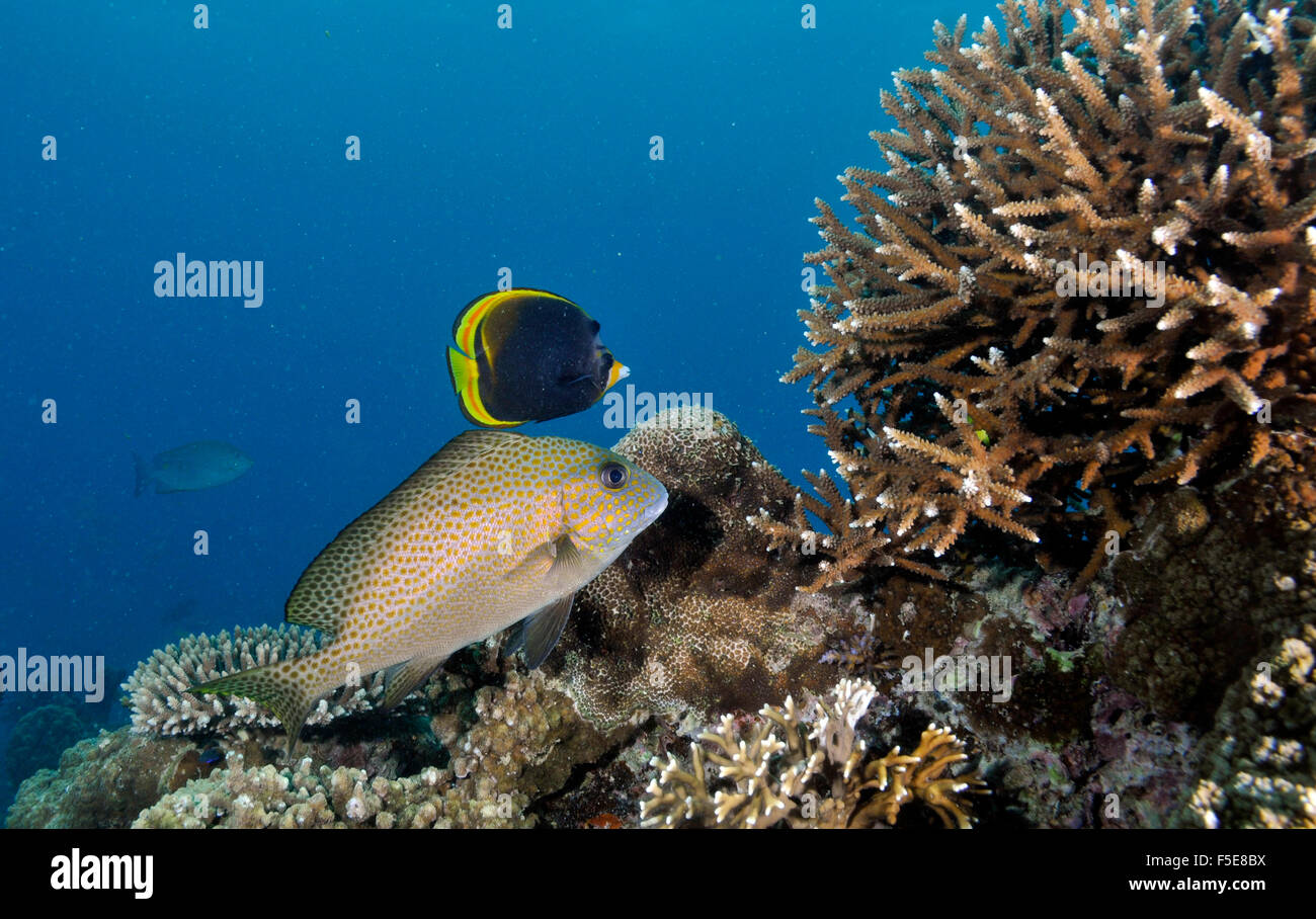 Gold spotted sweetlips, Plectorhinchus flavomaculatus, and dusky butterflyfish, Chaetodon flavirostris, Noumea, New Caledonia Stock Photo