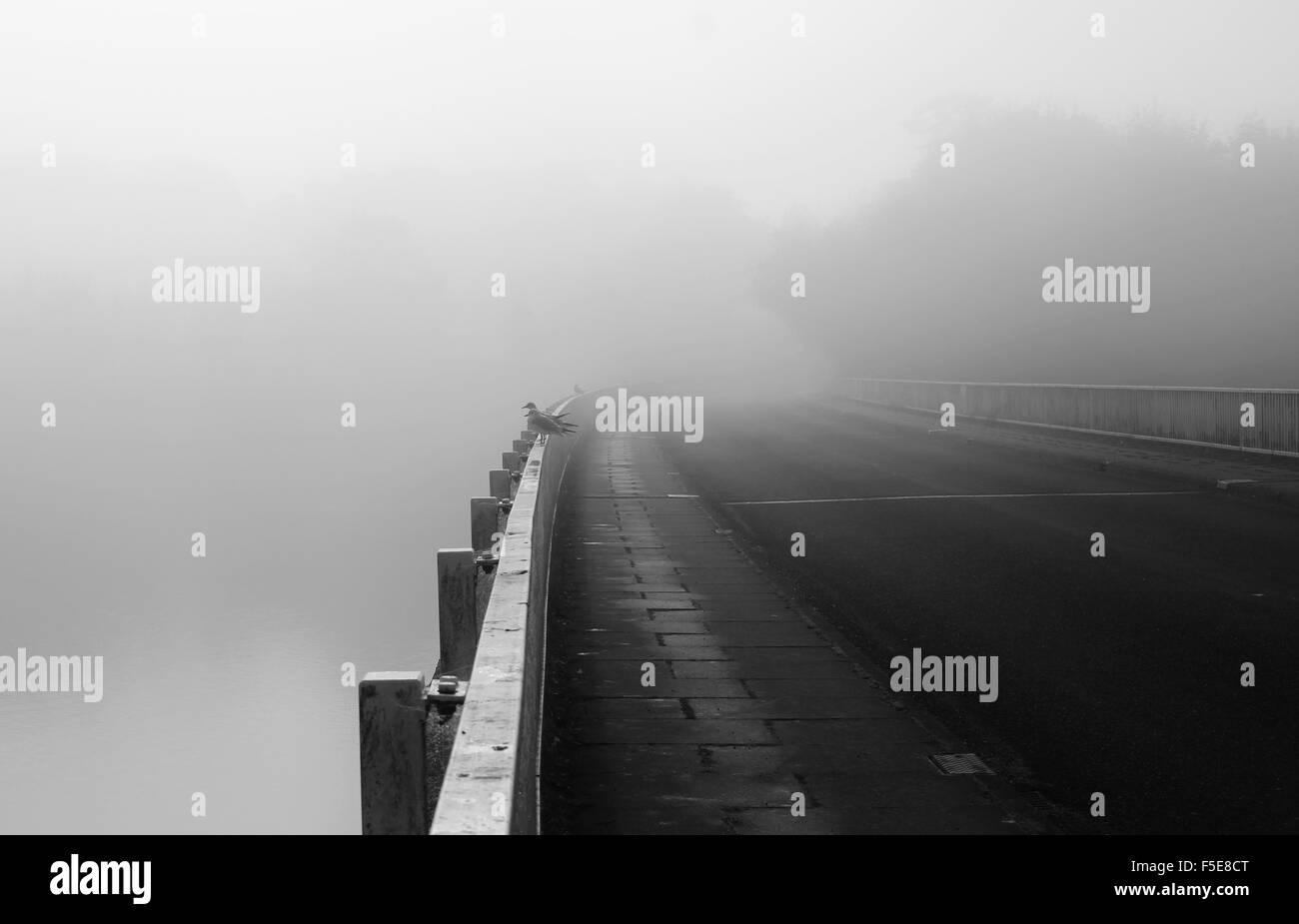 Mist, Fog, seagull, Alton Water Park, bridge Stock Photo