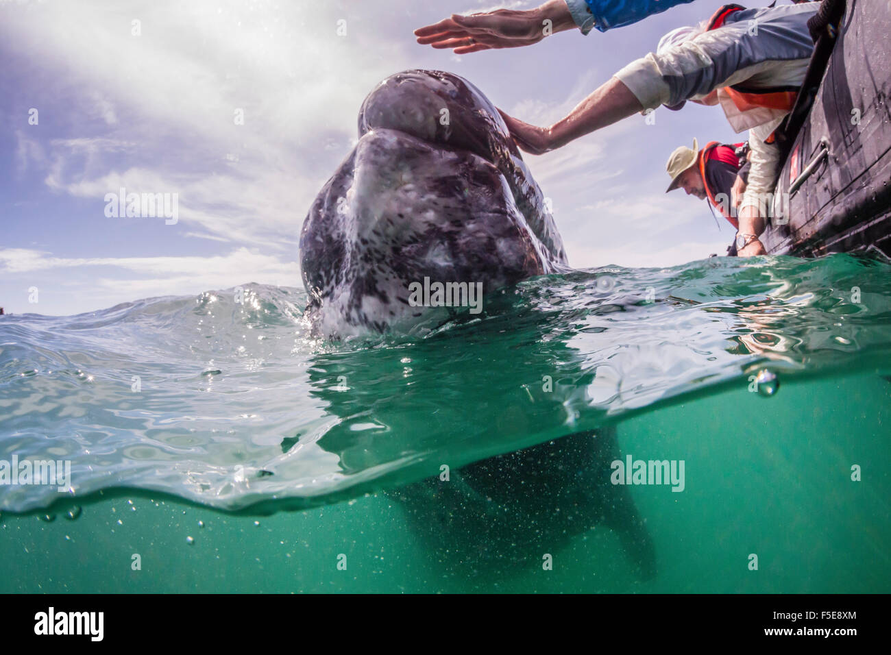 Above water whale wildlife hi-res stock photography and images - Alamy
