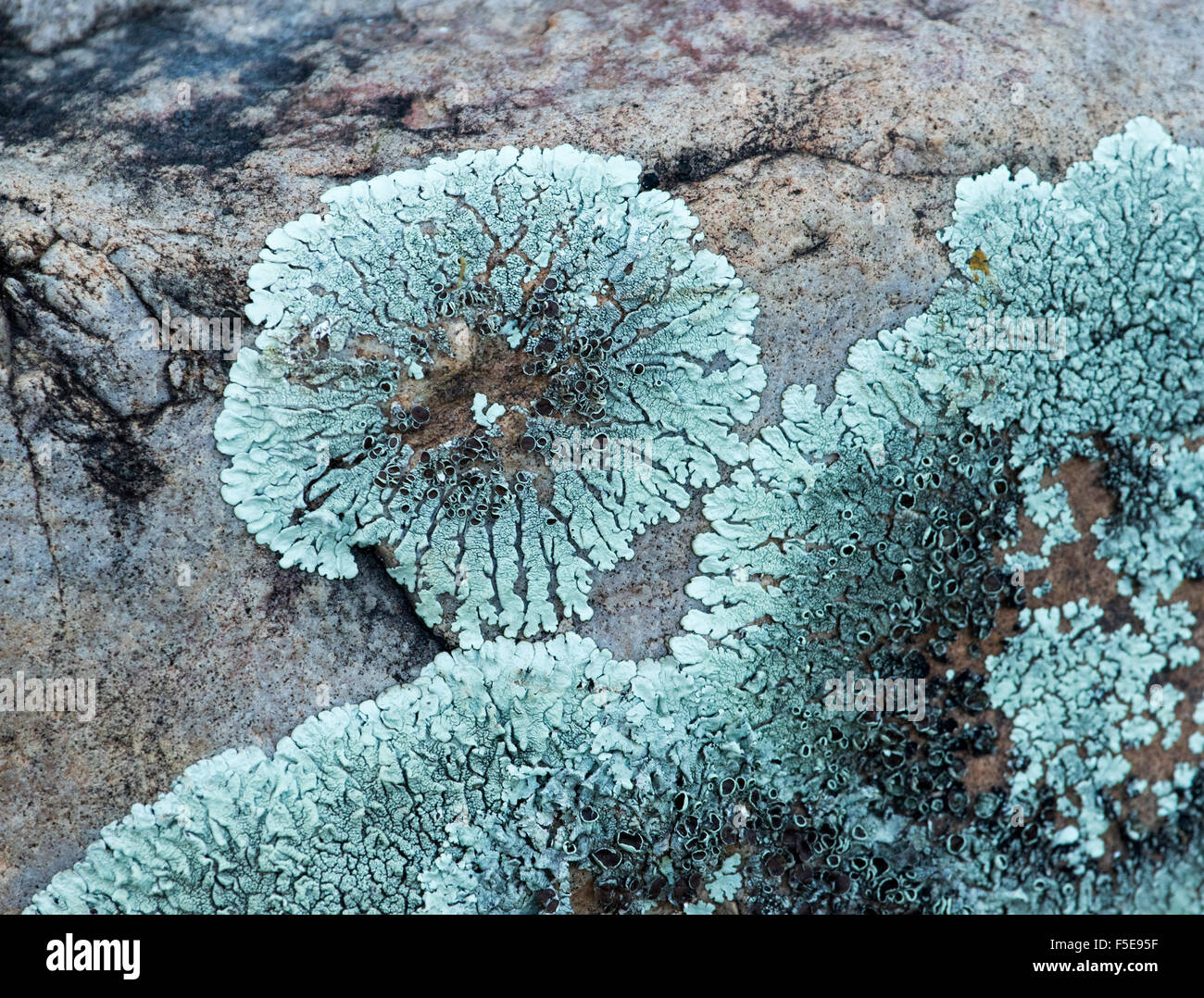 Pale blue / green lichen, Xanthoparmelia species, growing on rock in Flinders Ranges in outback South Australia Stock Photo