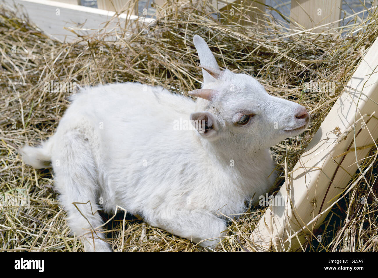 young goat eating hay in a corral Stock Photo