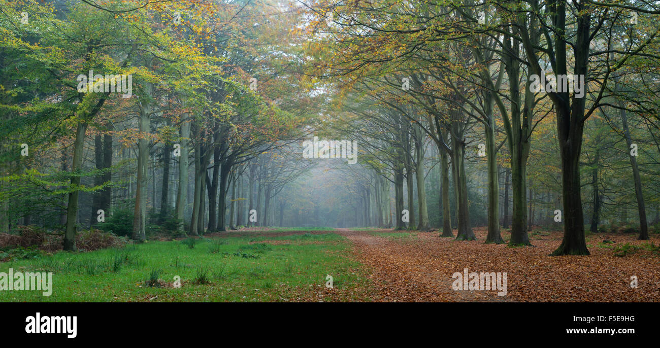 Woodland scene from Felbrigg, Norfolk, England, United Kingdom, Europe Stock Photo
