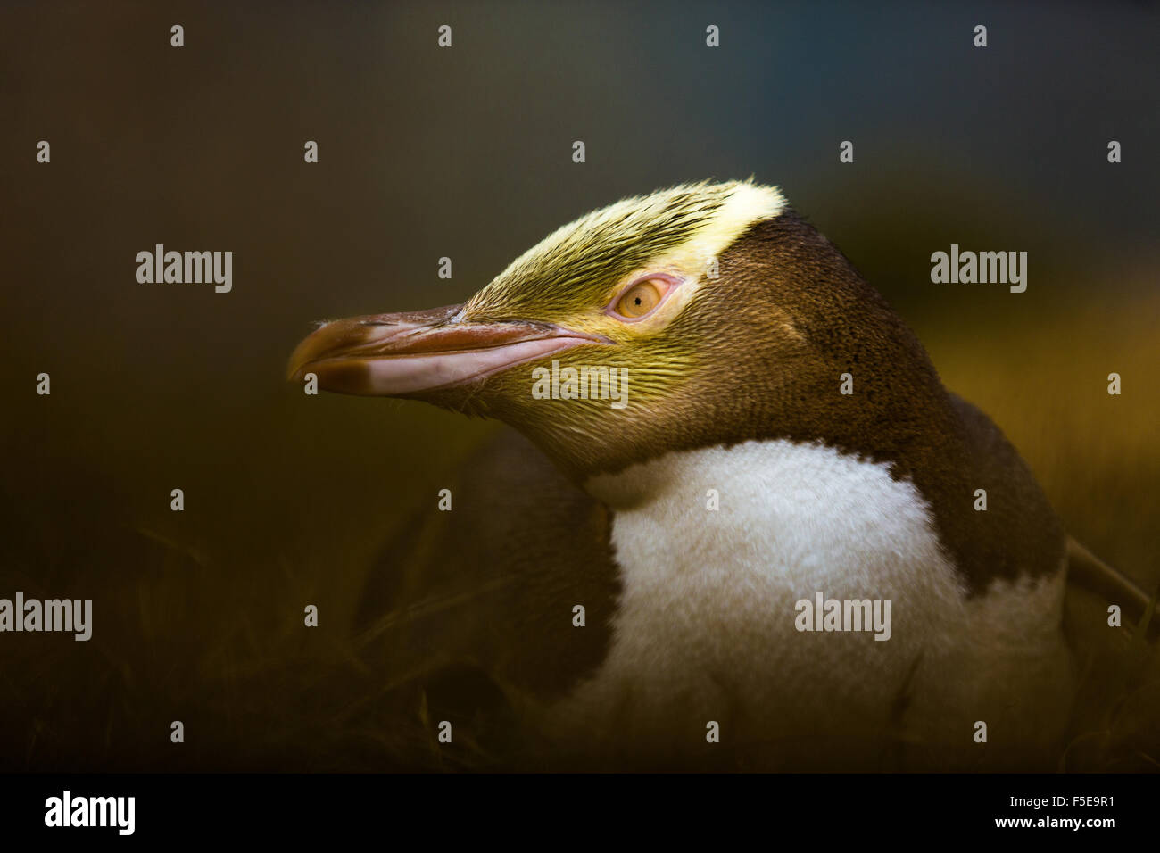 Yellow-eyed penguin (Megadyptes antipodes), Moeraki, South Island, New Zealand, Pacific Stock Photo