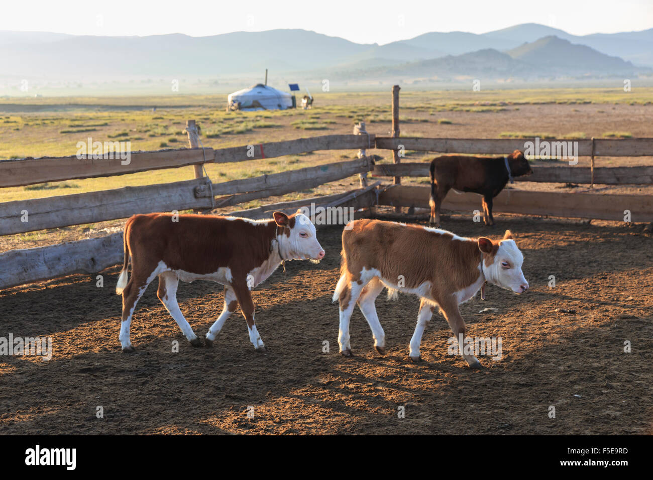 Calves in pen, with ger and distant hills, summer dawn, Nomad camp, Gurvanbulag, Bulgan, Northern Mongolia, Central Asia, Asia Stock Photo