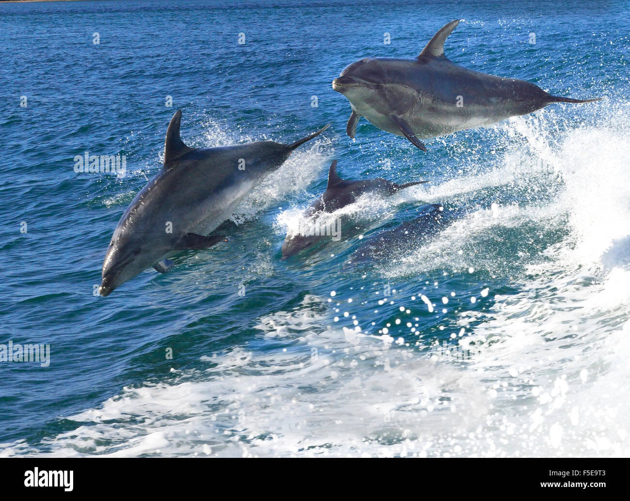 Pod of playful bottlenose dolphins  who flock to the region playing in the  boats stern wake in the  Bay of Islands, Northland, New Zealand Stock Photo