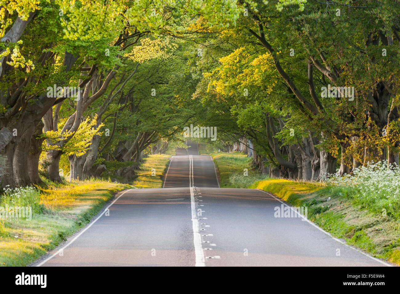 The low evening light through the branches of the beech tree avenue, Kingston Lacy, Dorset, England, United Kingdom, Europe Stock Photo