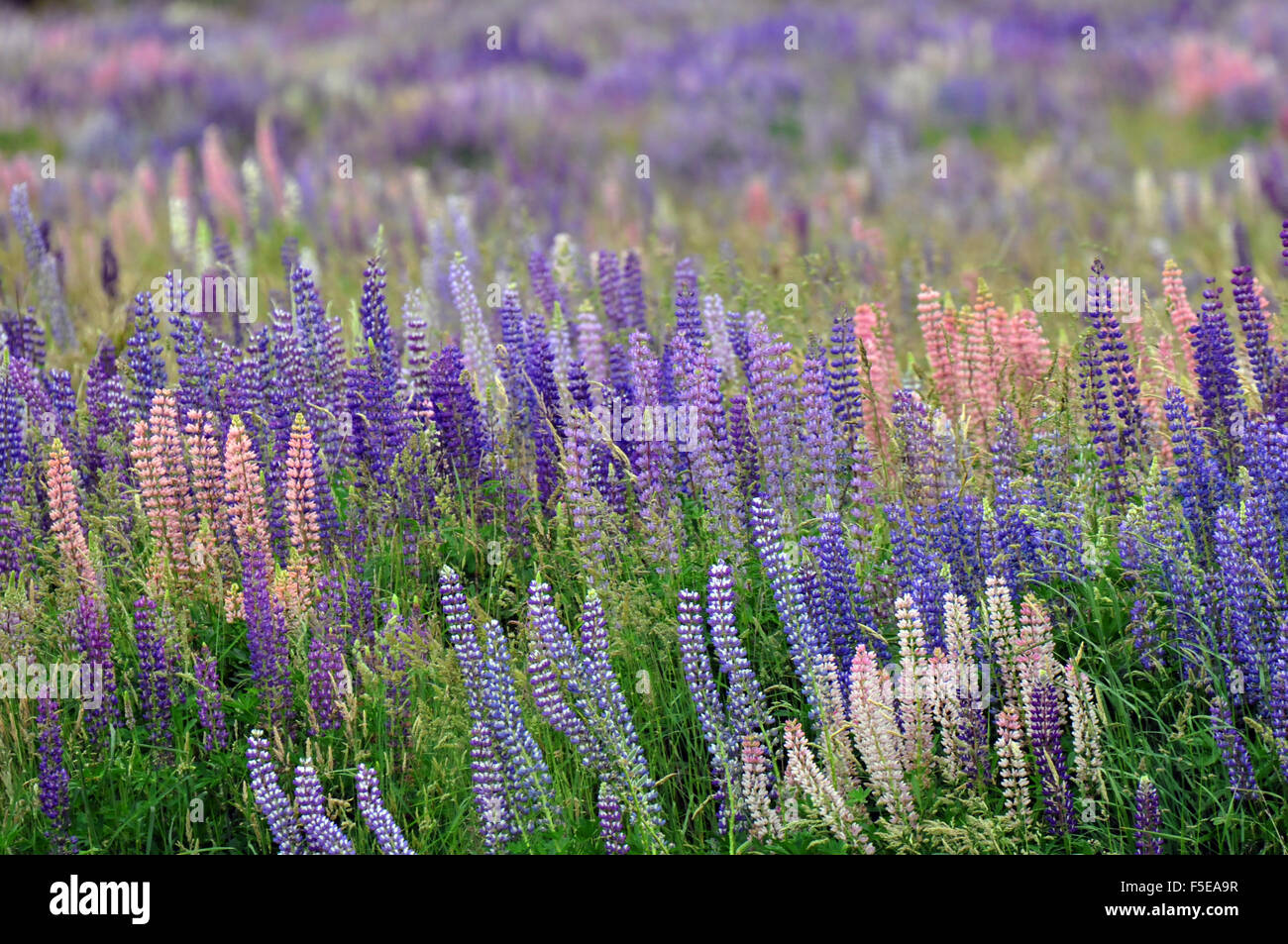 Flowering lupines, Lupinus polyphyllus, along Milford road, Te-Anau, Fiordland National Park, South Island, New Zealand Stock Photo