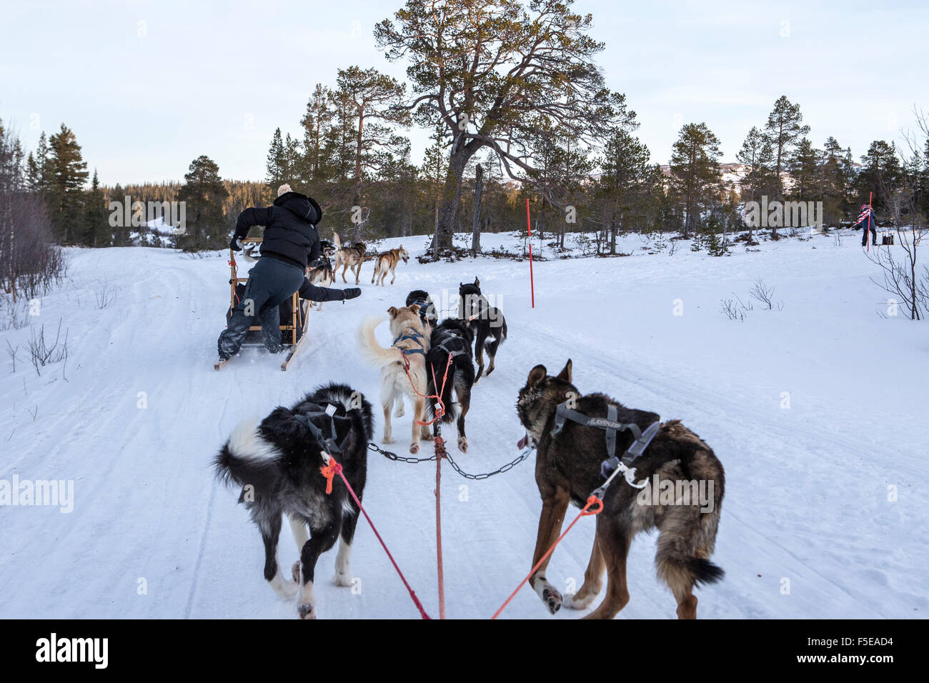 Dogsledding in the snowy landscape, Trondelag, Norway, Scandinavia, Europe Stock Photo