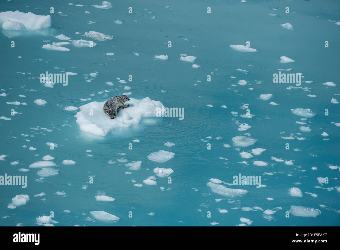 Harbour seal on ice floe, Glacier Bay, Alaska, United States of America, North America Stock Photo