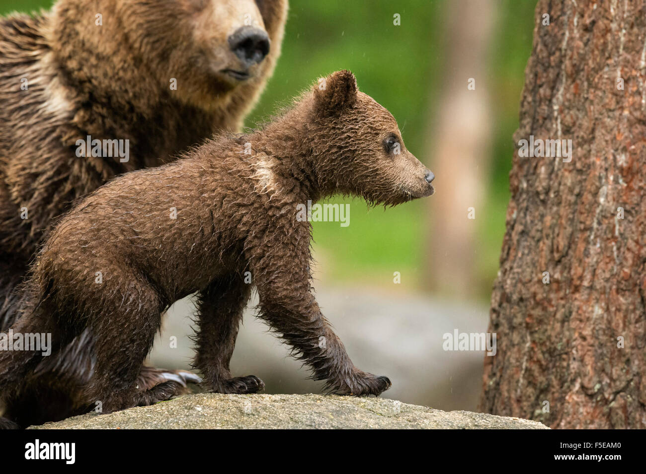 Brown bear cub (Ursus arctos), Finland, Scandinavia, Europe Stock Photo