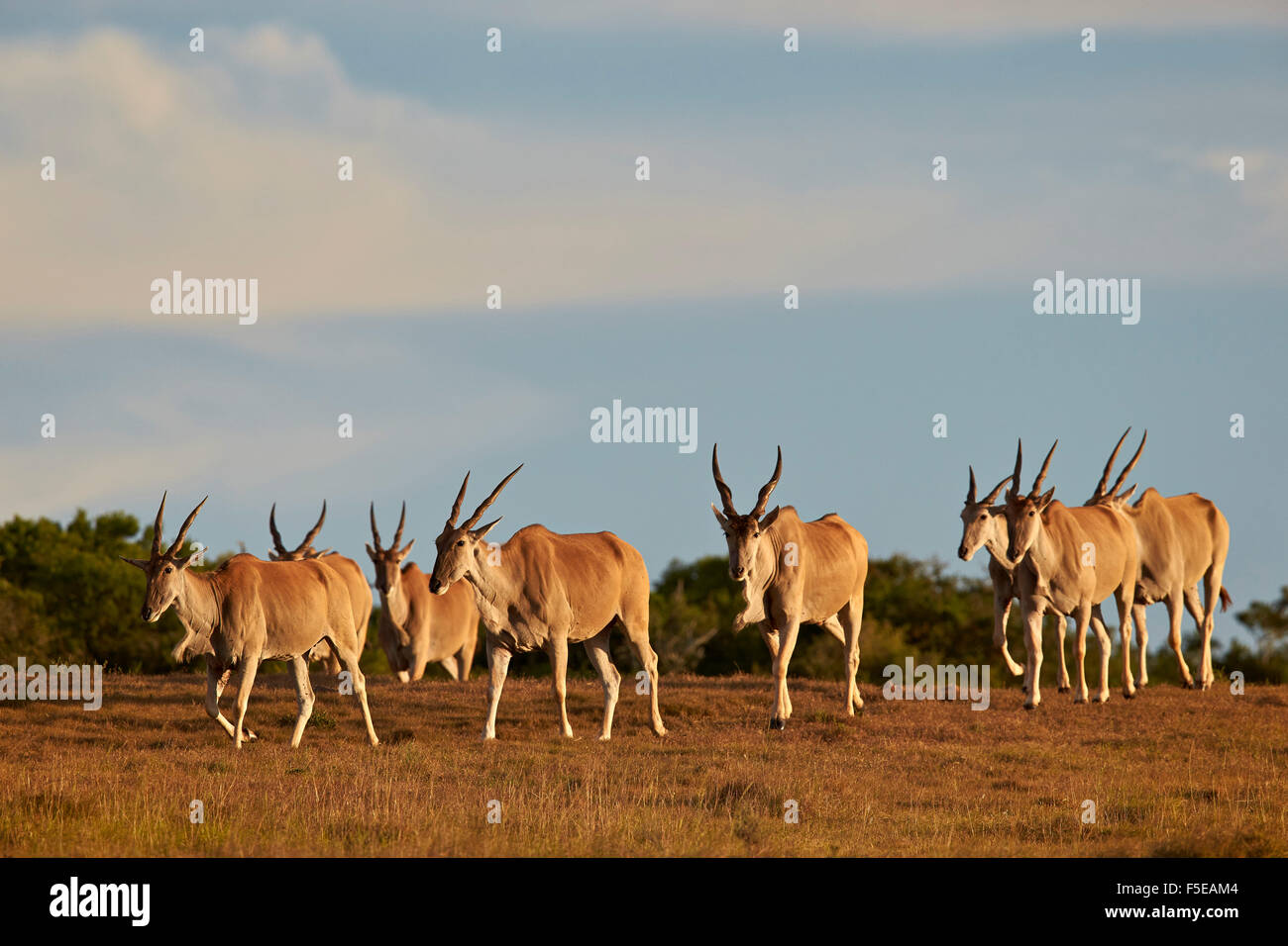 Line of common eland (Taurotragus oryx), Addo Elephant National Park, South Africa, Africa Stock Photo