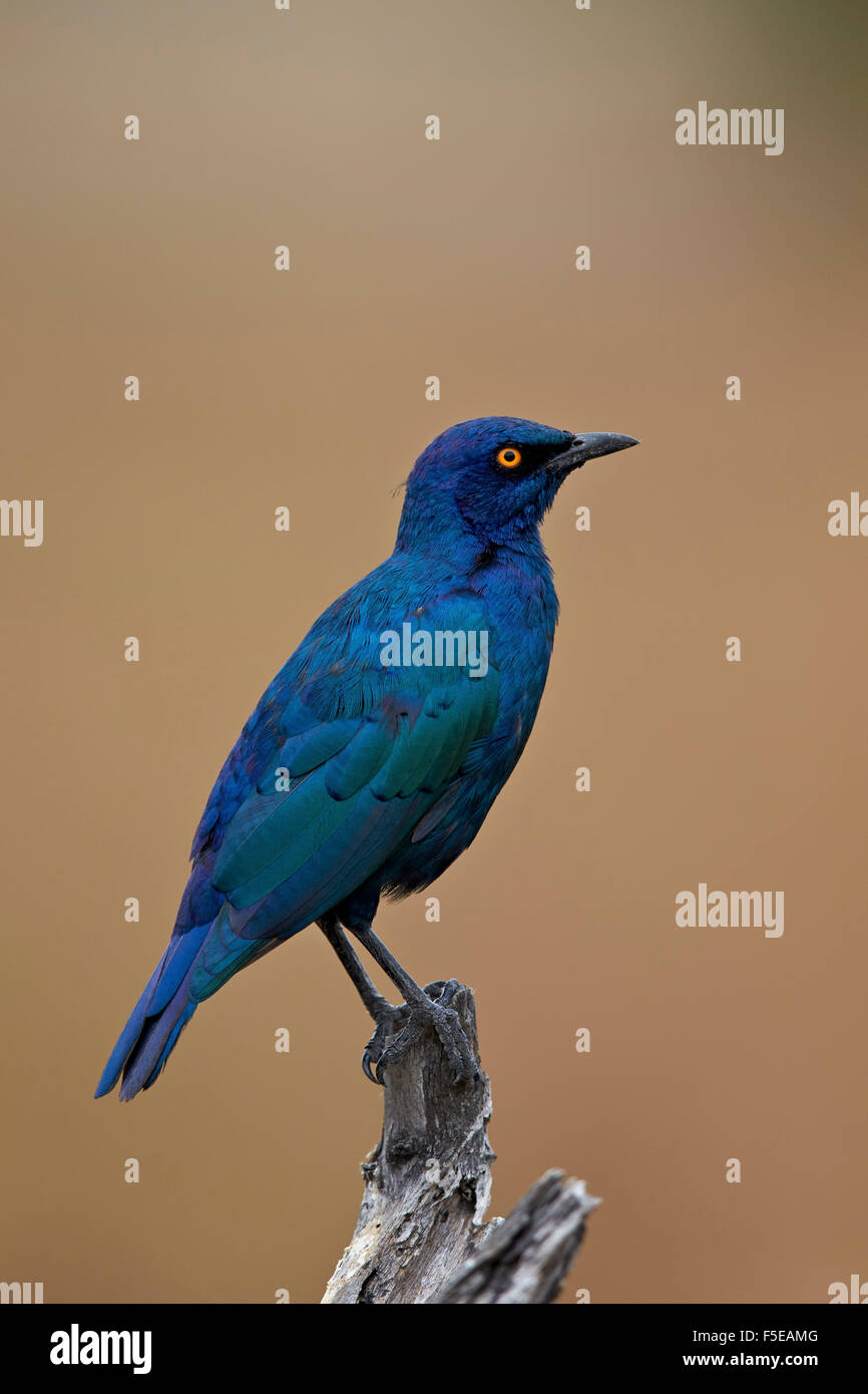 Greater blue-eared glossy starling (Lamprotornis chalybaeus), Kruger National Park, South Africa, Africa Stock Photo