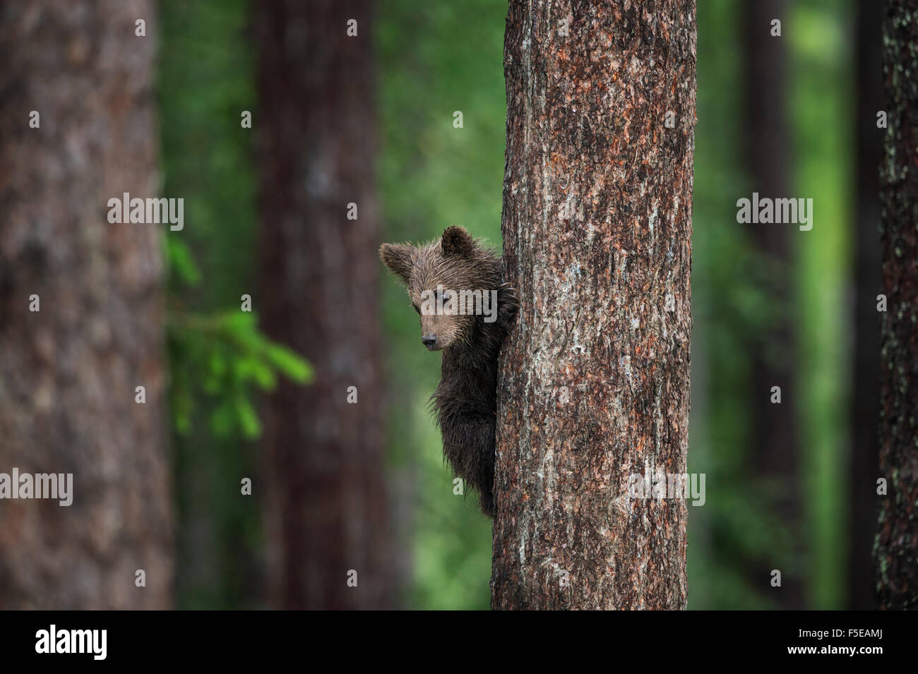 Brown bear cub (Ursus arctos) tree climbing, Finland, Scandinavia, Europe Stock Photo