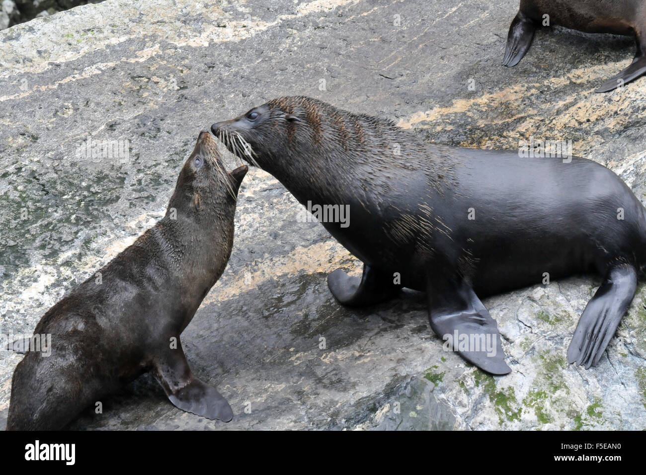 New Zealand fur seals, Arctocephalus forsteri, interacting, Milford sound, Fiordland National Park, New Zealand Stock Photo