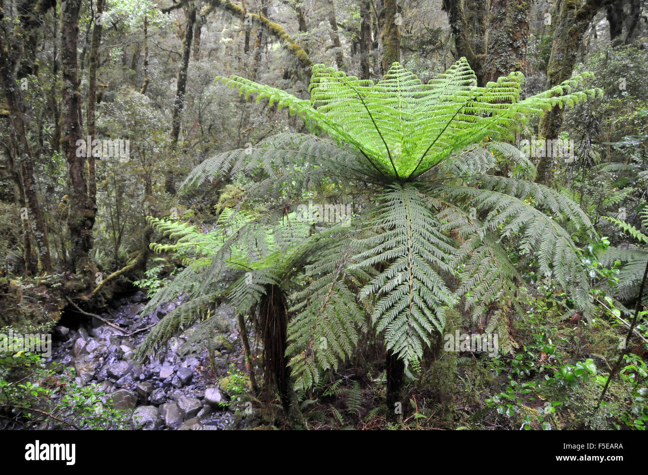 Fern forest, The Chasm, Milford sound, Fiordland National Park, South Island, New Zealand Stock Photo