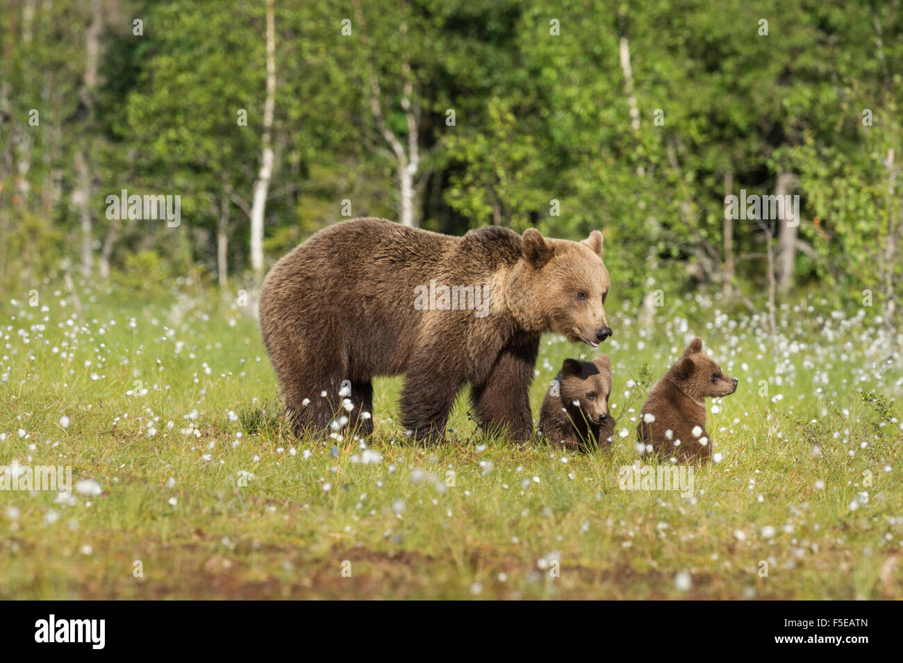 Bear and Cubs Bear Mom Cute Bear Family Bear Dad 4 Four Cubs T